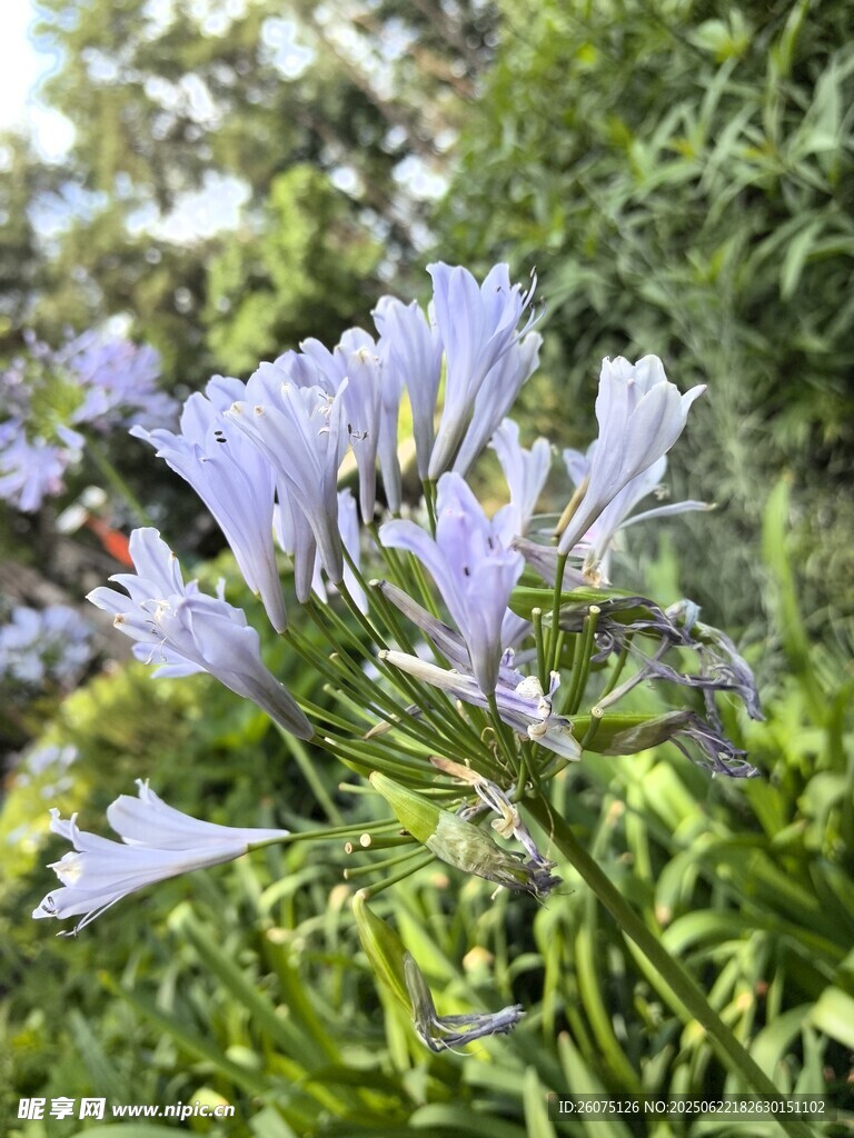 蓝紫色花朵绽放于绿叶间