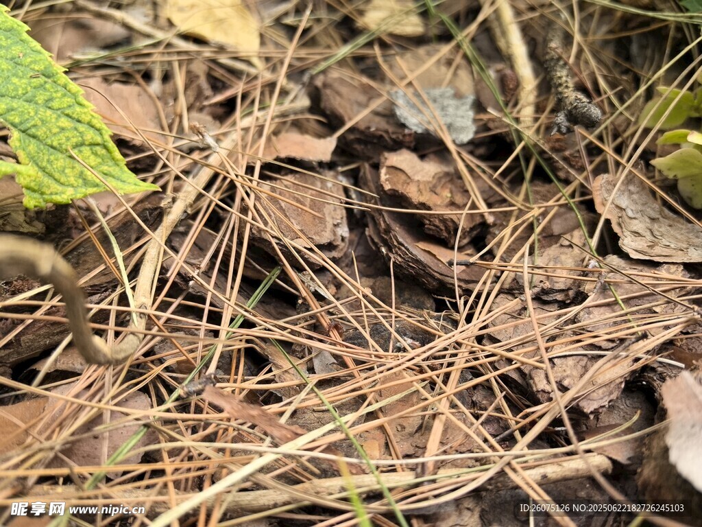 地面枯叶与杂草景象