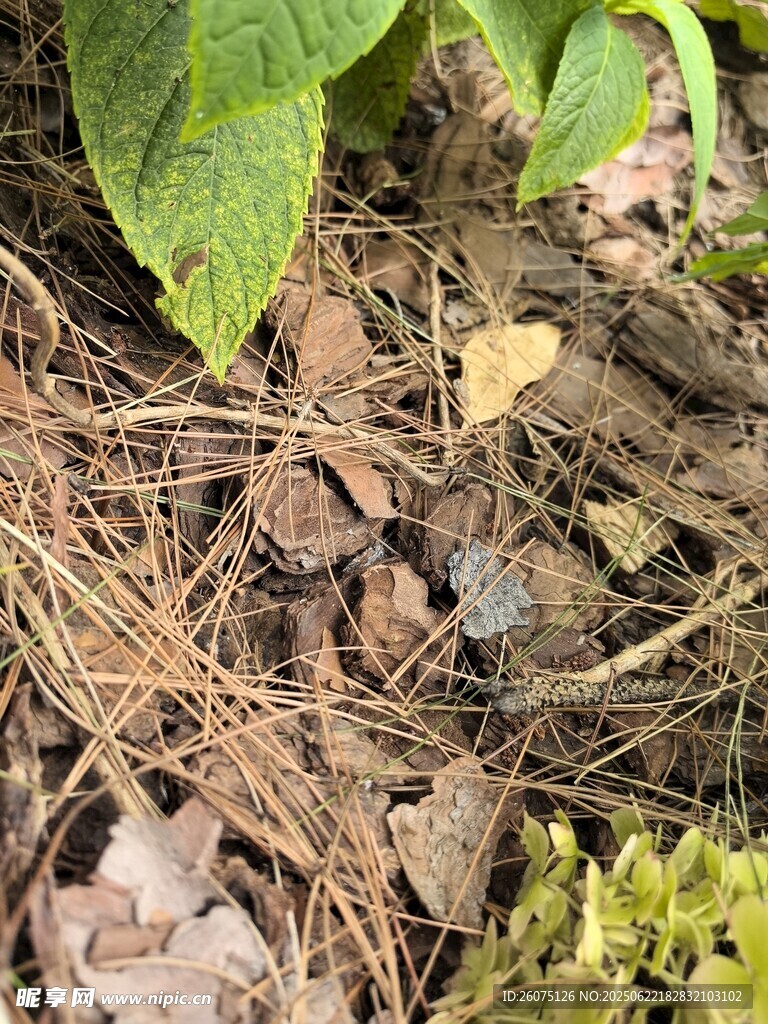 草丛中的枯叶枯枝