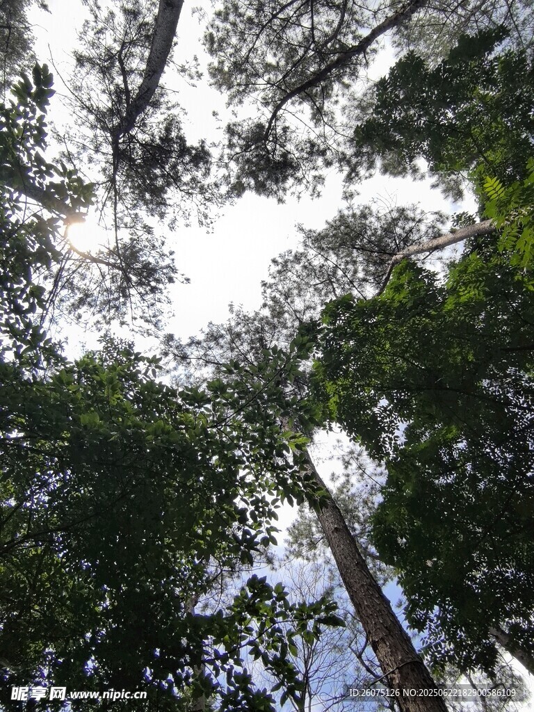 仰视茂密森林高大树木