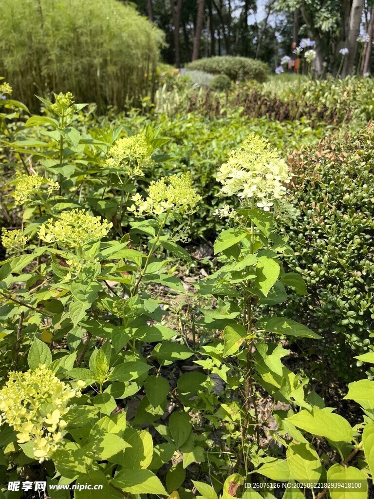 绿意盎然的绣球花丛