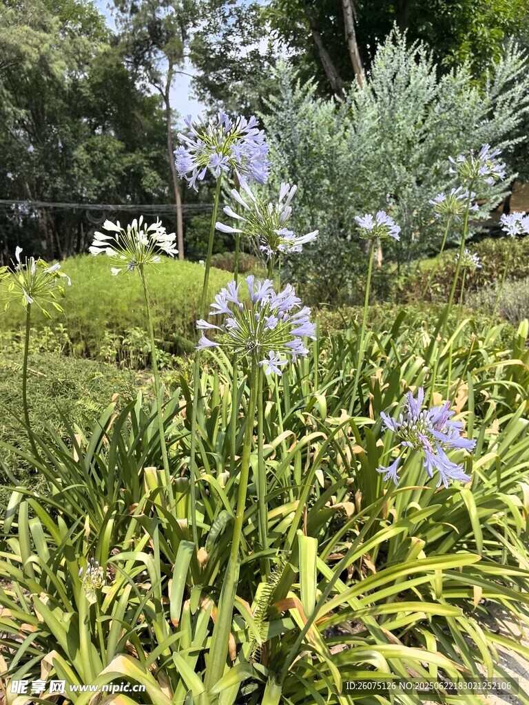 花园中的紫色花卉与绿植