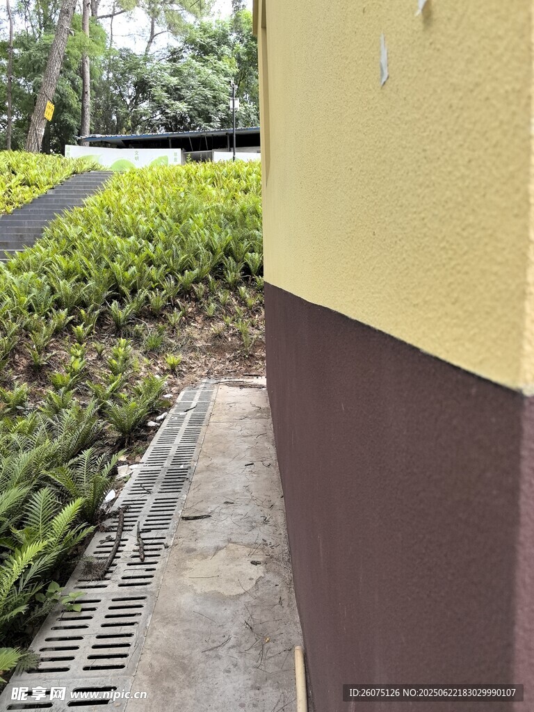 墙边绿植与排水设施