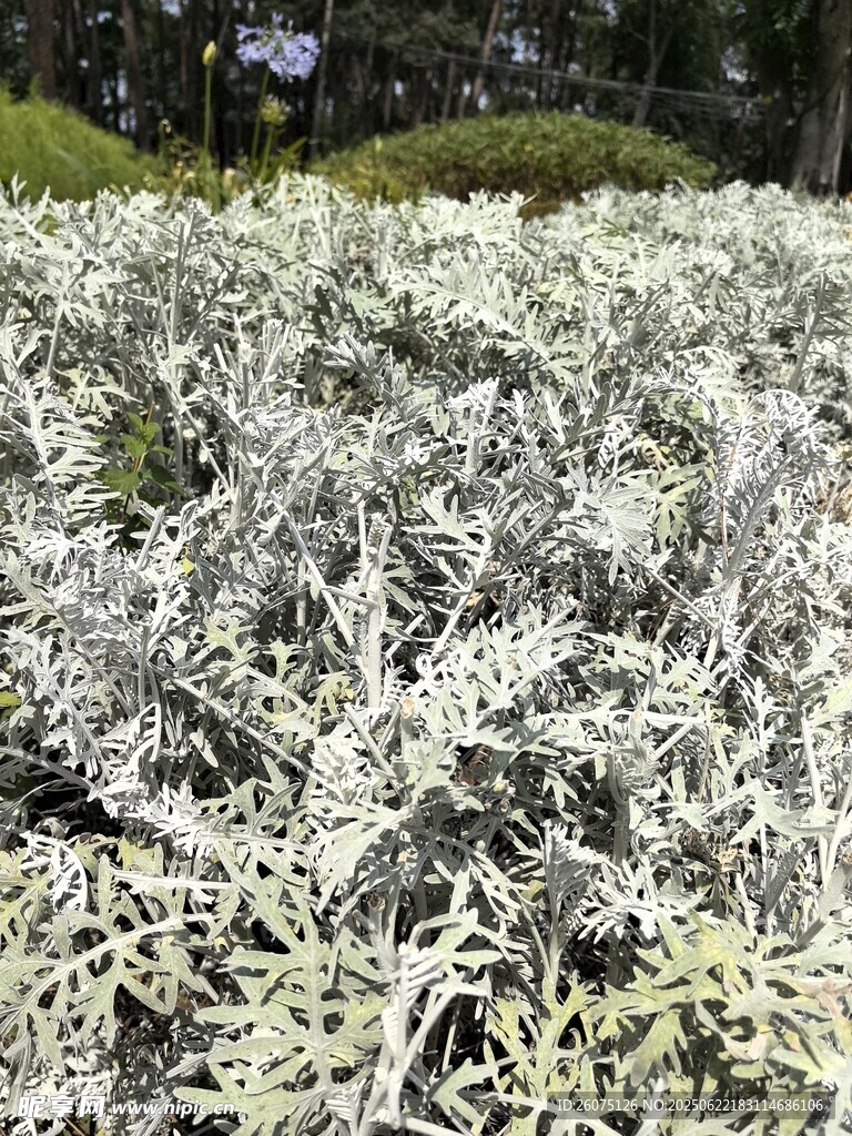 银叶植物景观