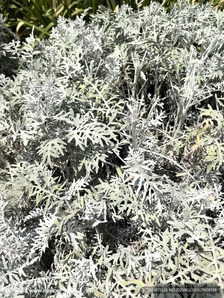 银叶植物特写