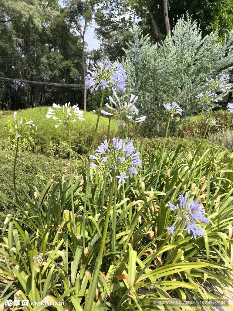 花园中的蓝花绿植景观