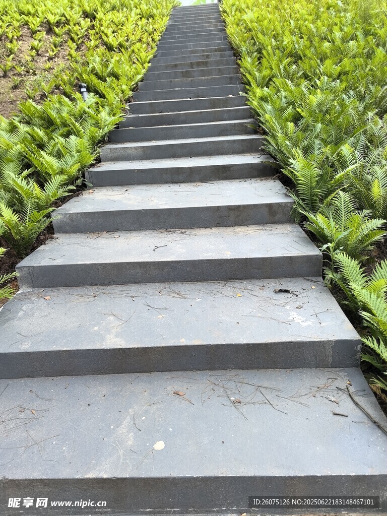 石板小径穿行绿植间