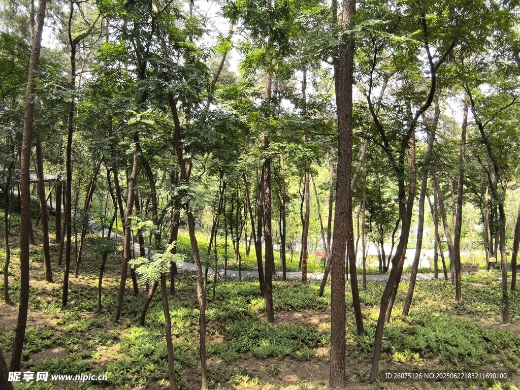 茂密树林中的自然景致