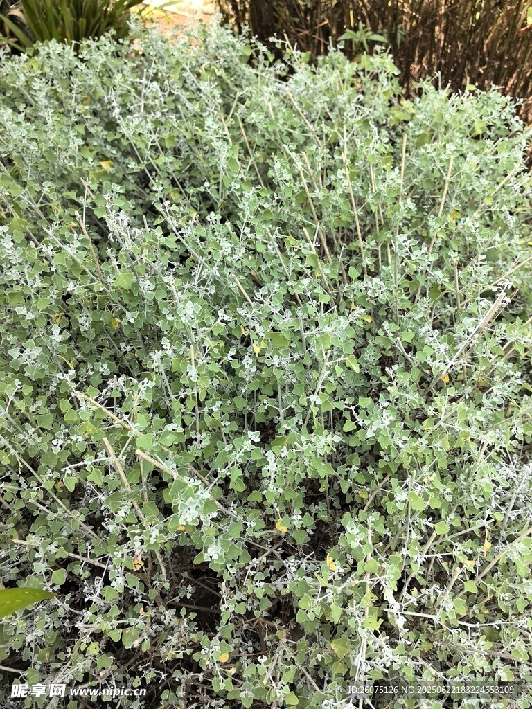 灰绿色植物丛