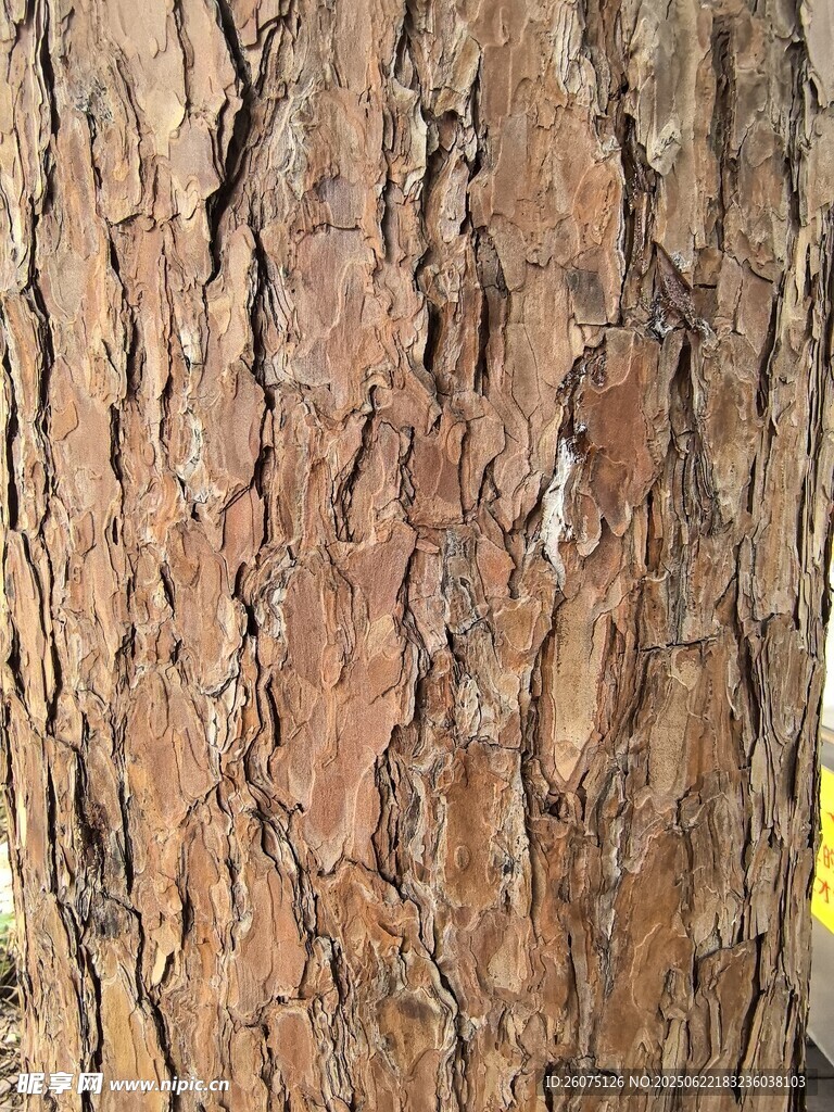 松树树皮纹理特写