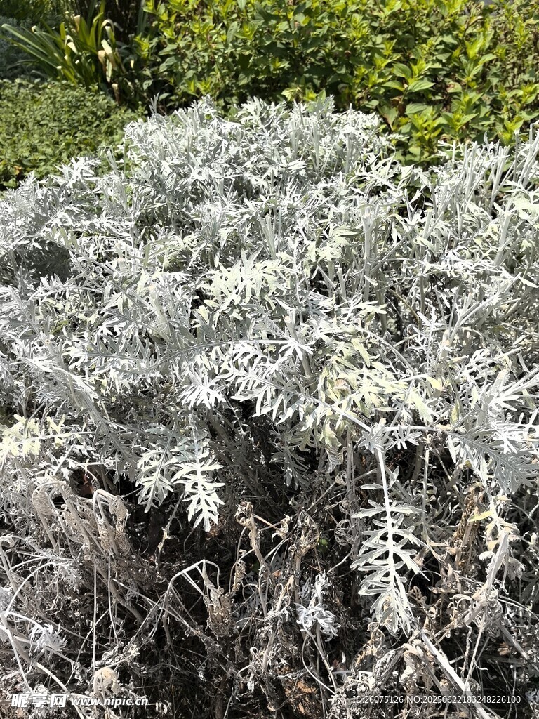 银叶植物特写