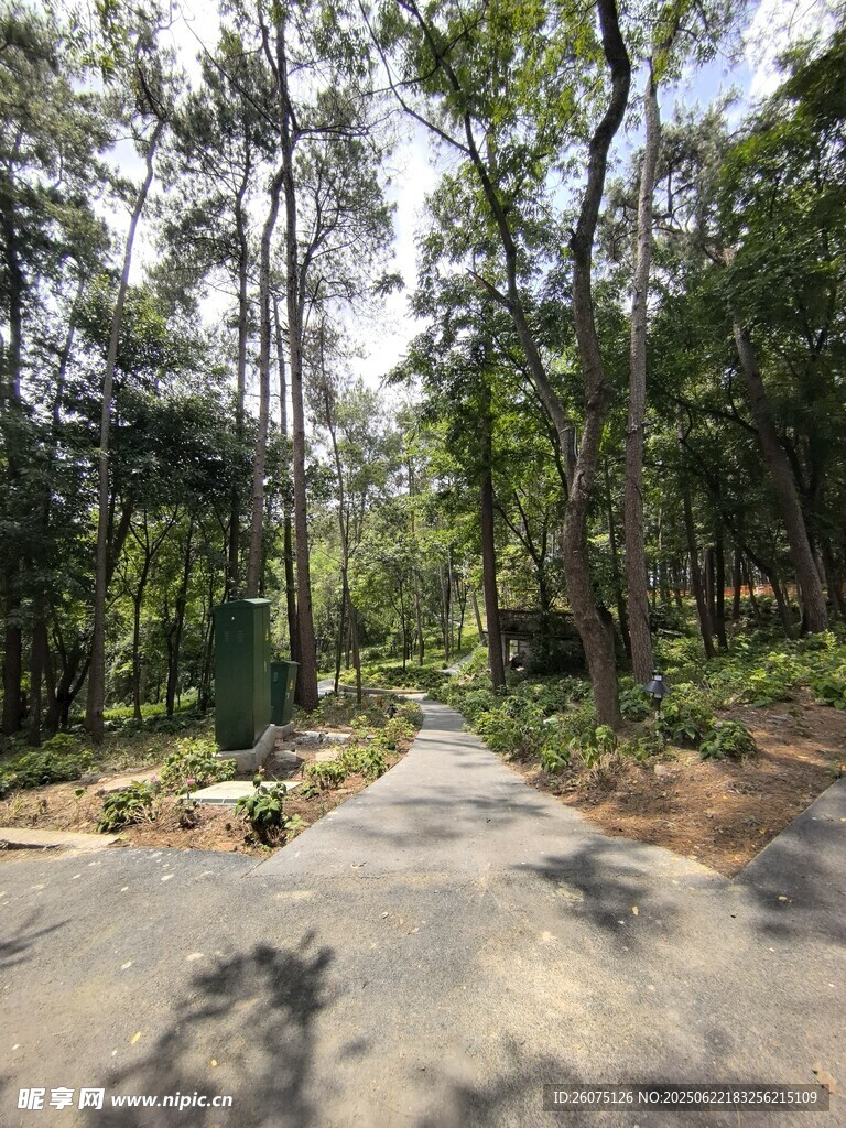 林间幽静小道