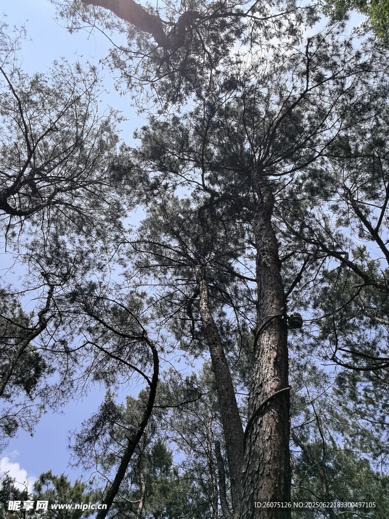 仰望参天大树