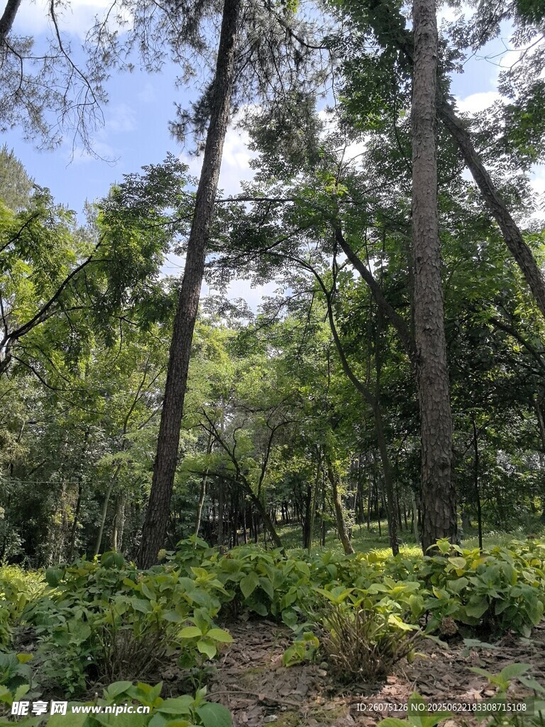 茂密森林中的绿意景致