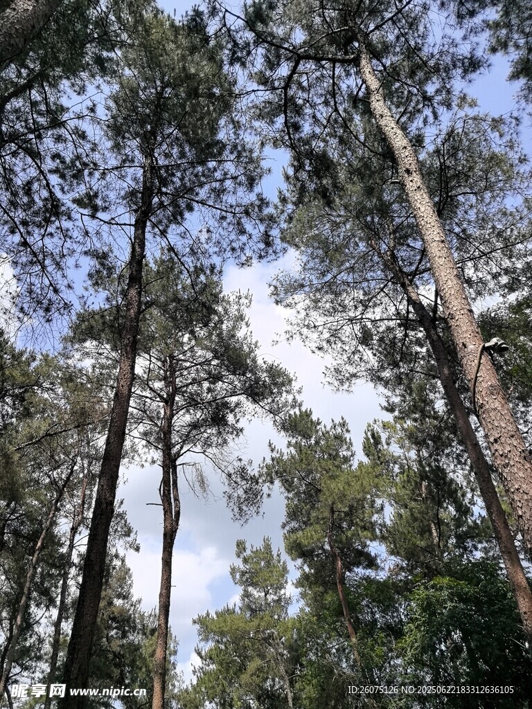 仰望森林中的高耸树木