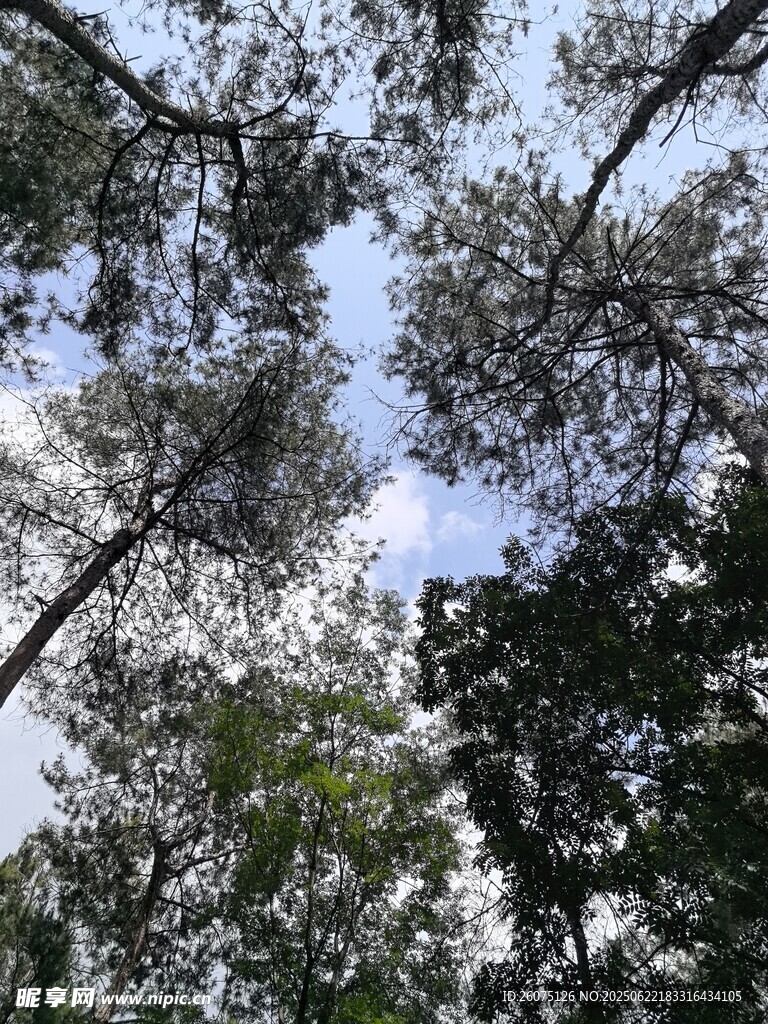 仰视茂密树林树冠景象