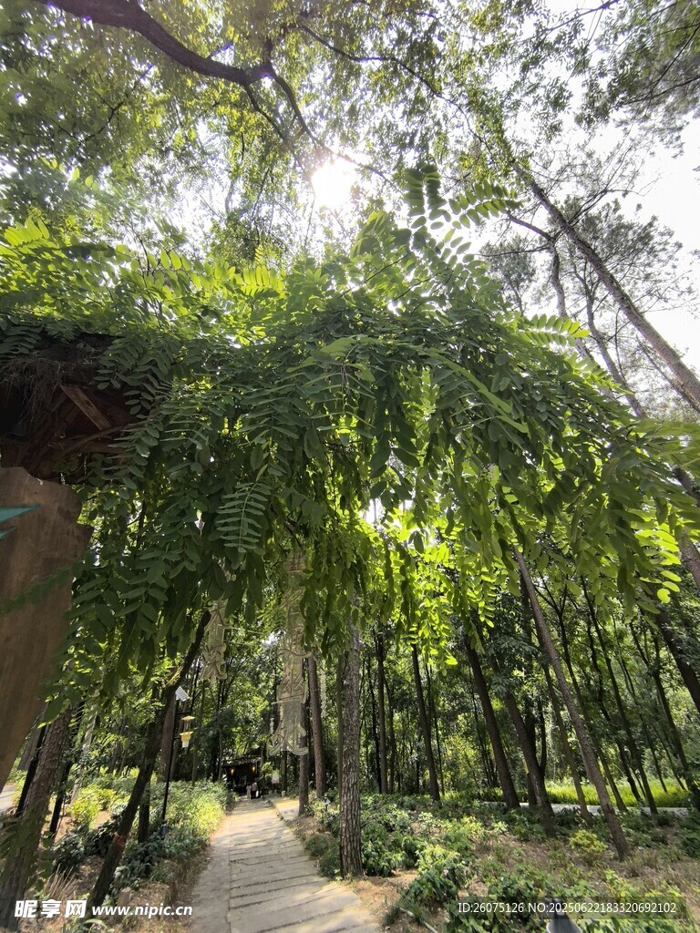 林间绿荫小道