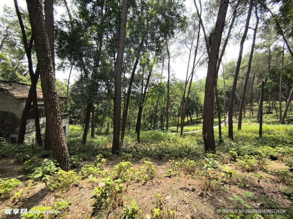 林间草地风景