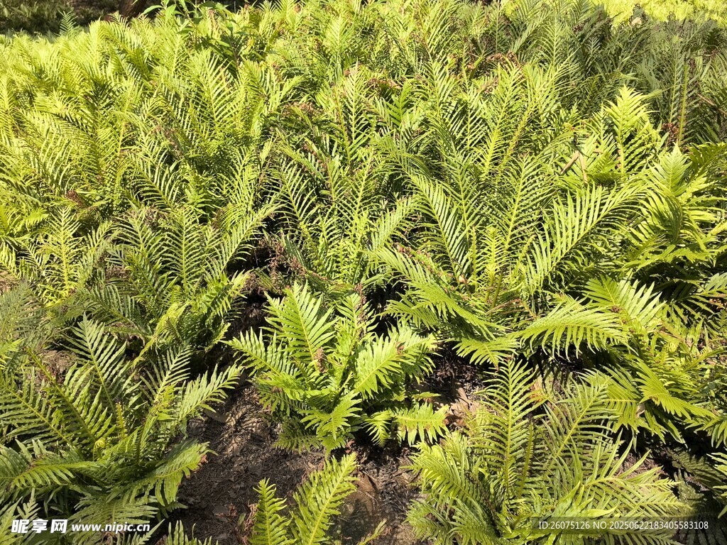 翠绿蕨类植物景观