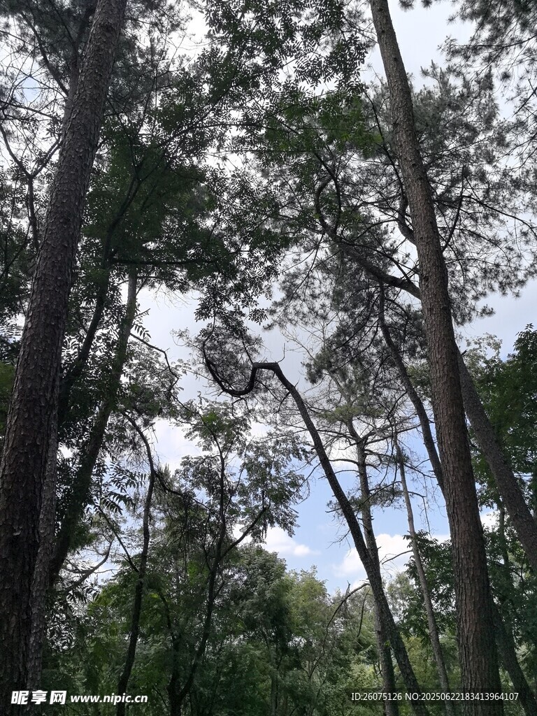 茂密树林中的天空一角