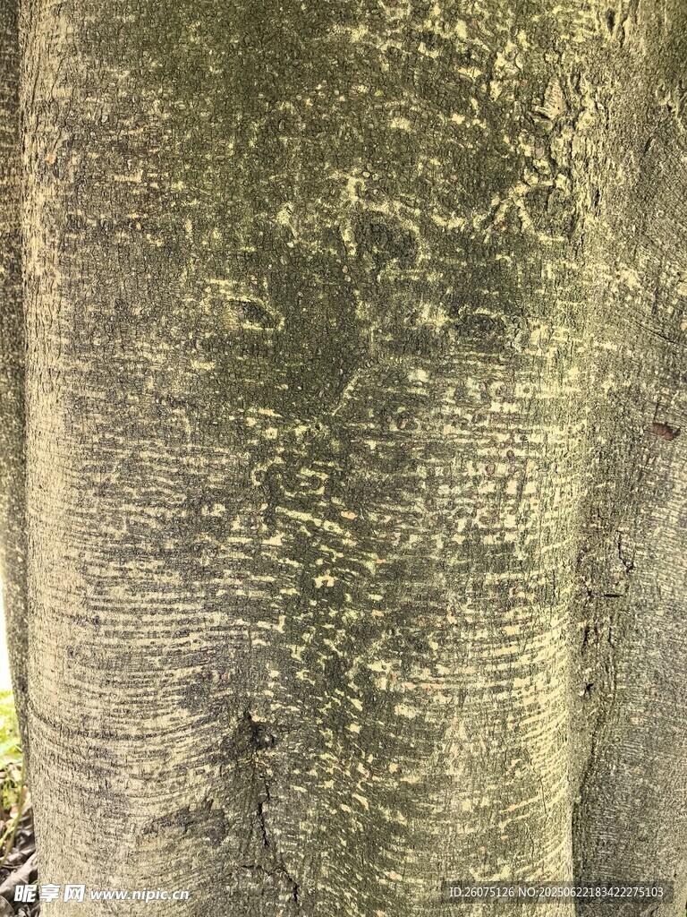 粗糙斑驳的树干纹理