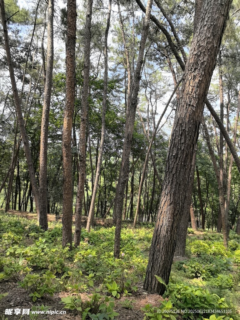茂密森林中的树木与植被