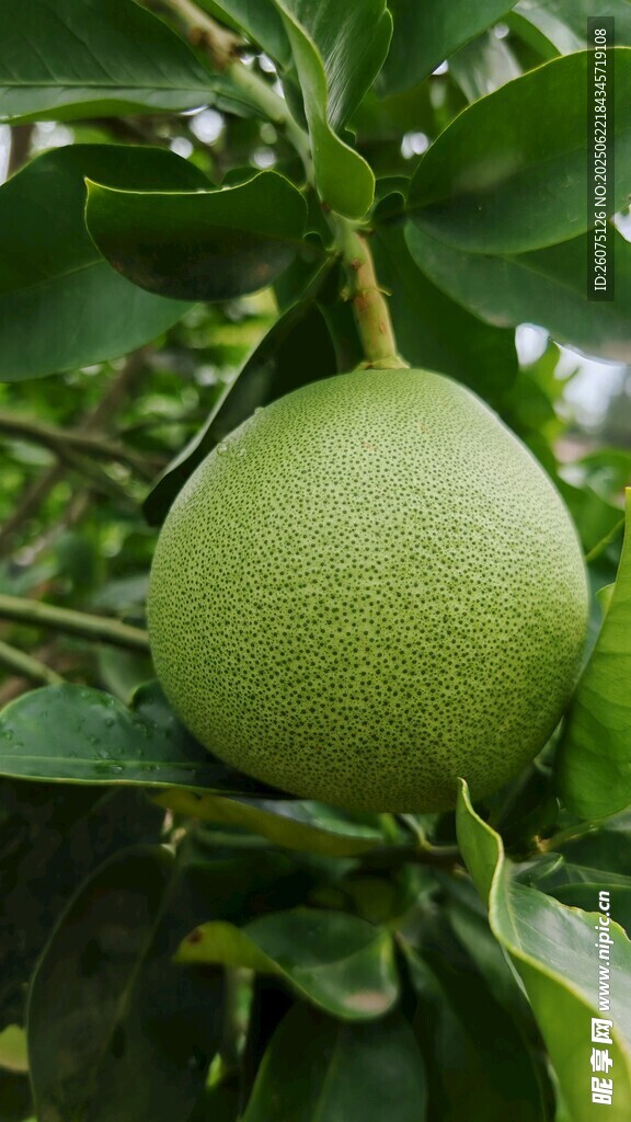 枝头青柚
