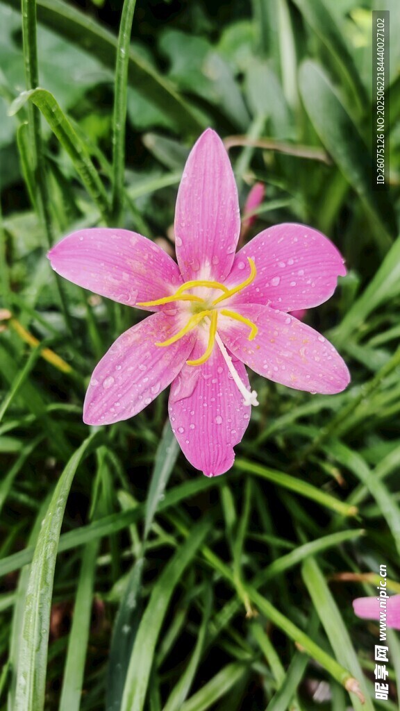 娇艳粉色风雨兰绽放
