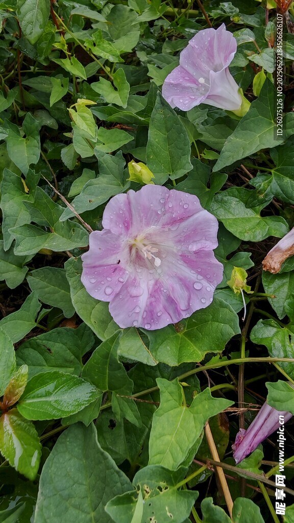 紫色牵牛花绽放绿叶间