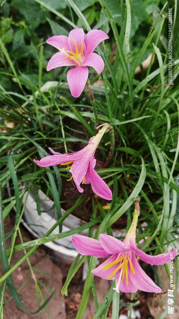 粉色娇艳风雨兰绽放