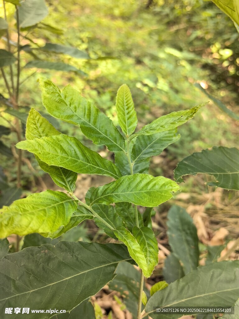 绿叶植物特写