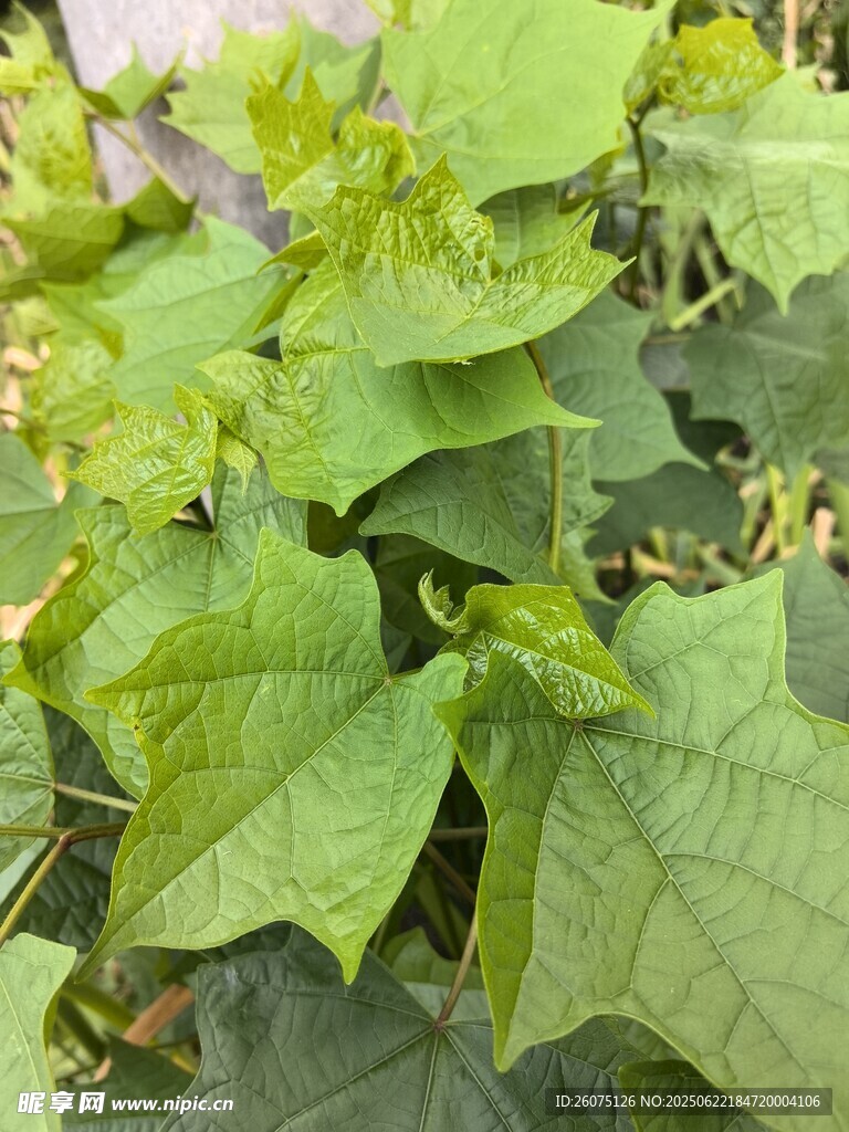 翠绿繁茂的绿叶植物