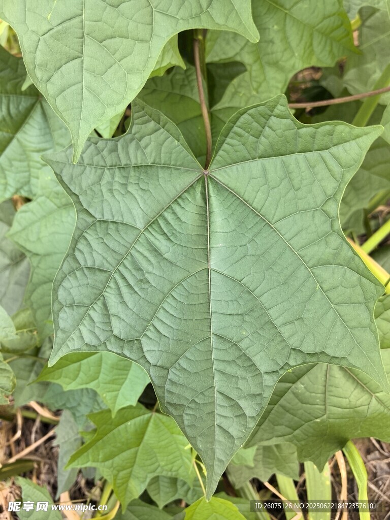 五角形叶片的绿色植物