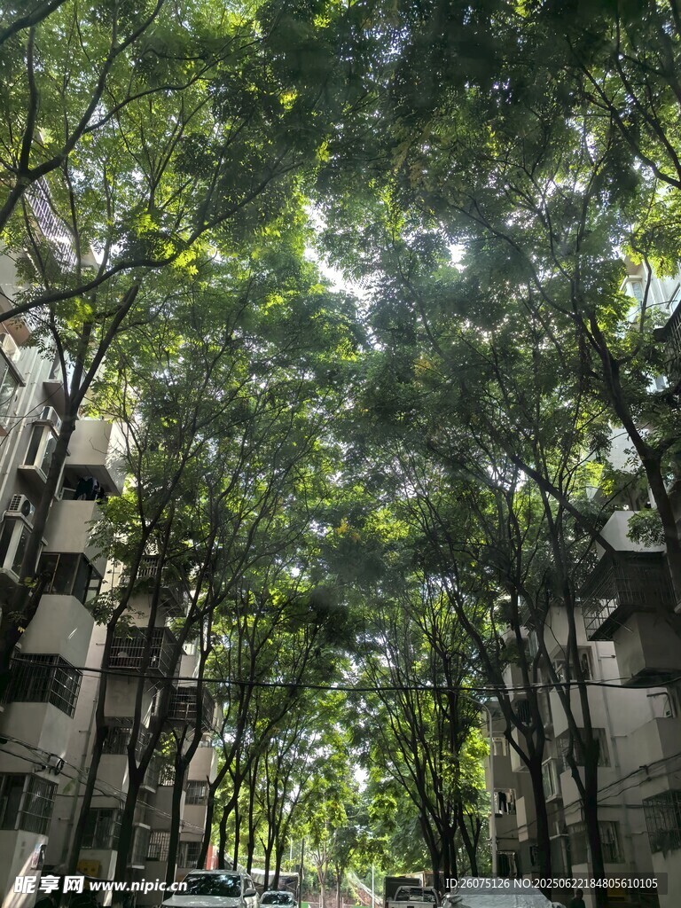 林荫下的城市建筑景观