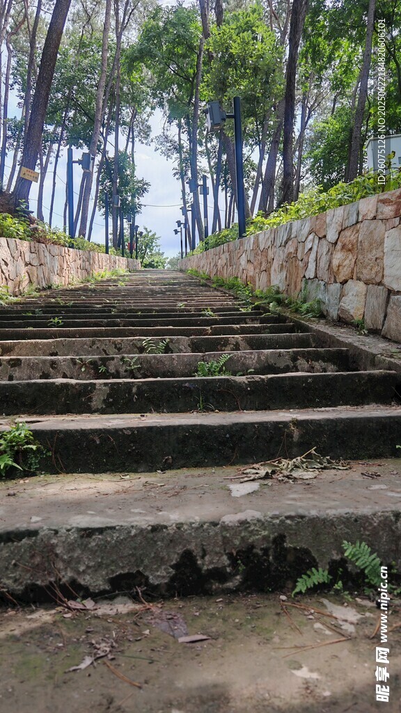 林间石阶