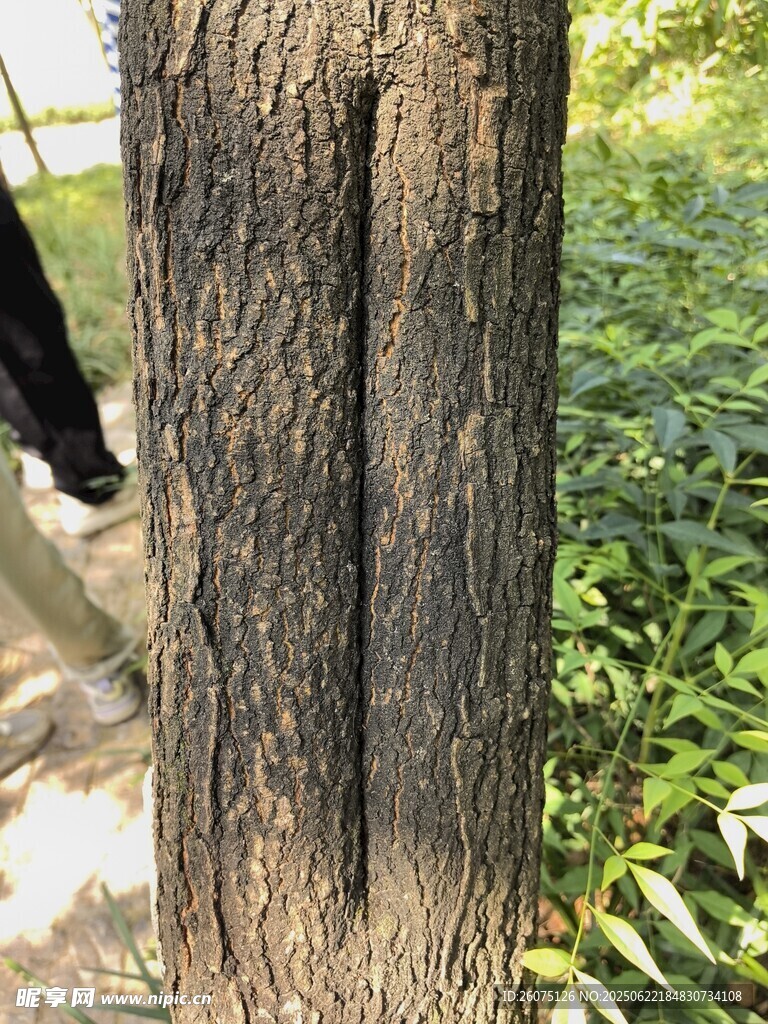 树干特写