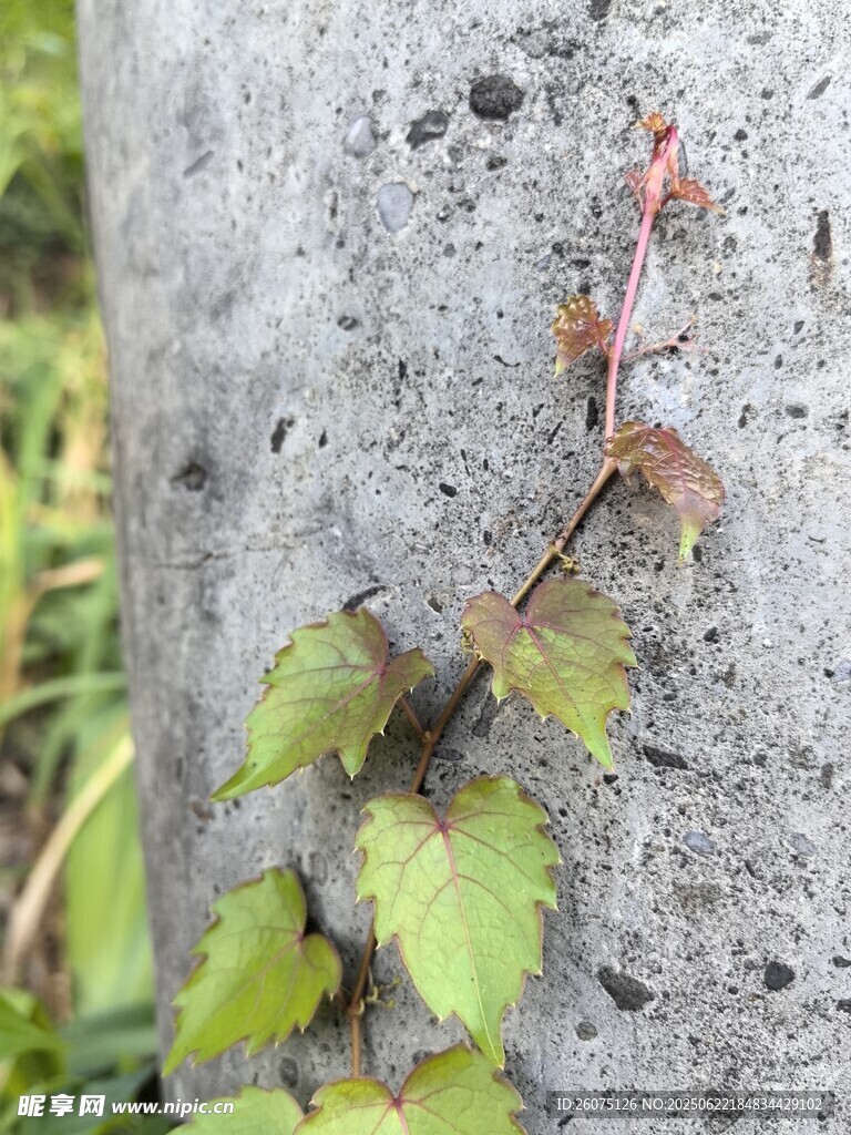 石上攀爬的嫩绿藤蔓