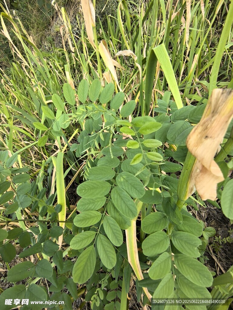 野外生长的绿色植物
