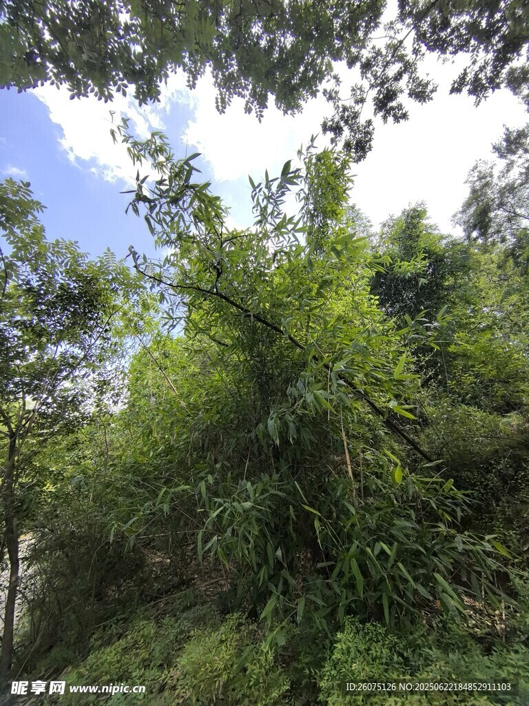 茂密树林中的绿意景致
