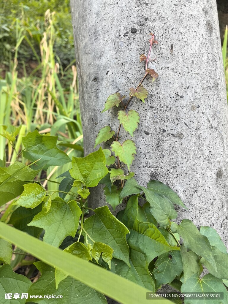 藤蔓缠绕树干的自然景象