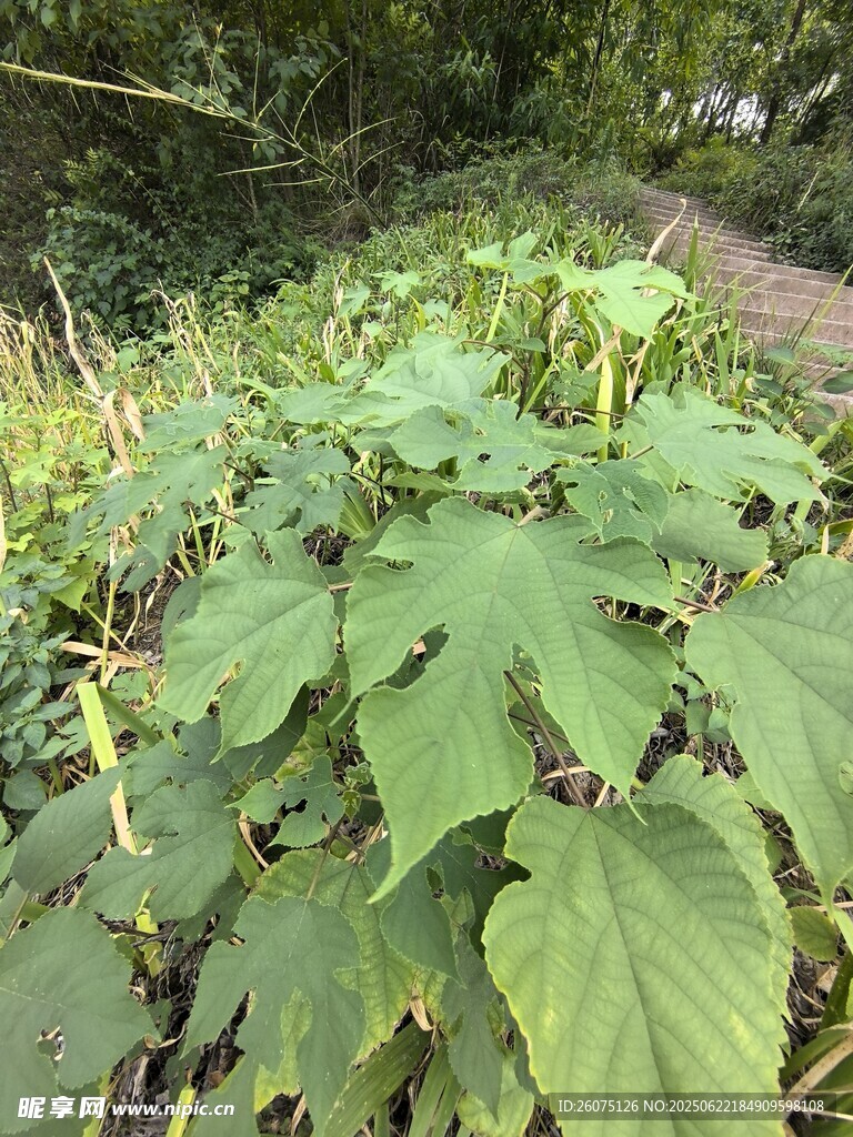 路边生长的大片绿叶植物