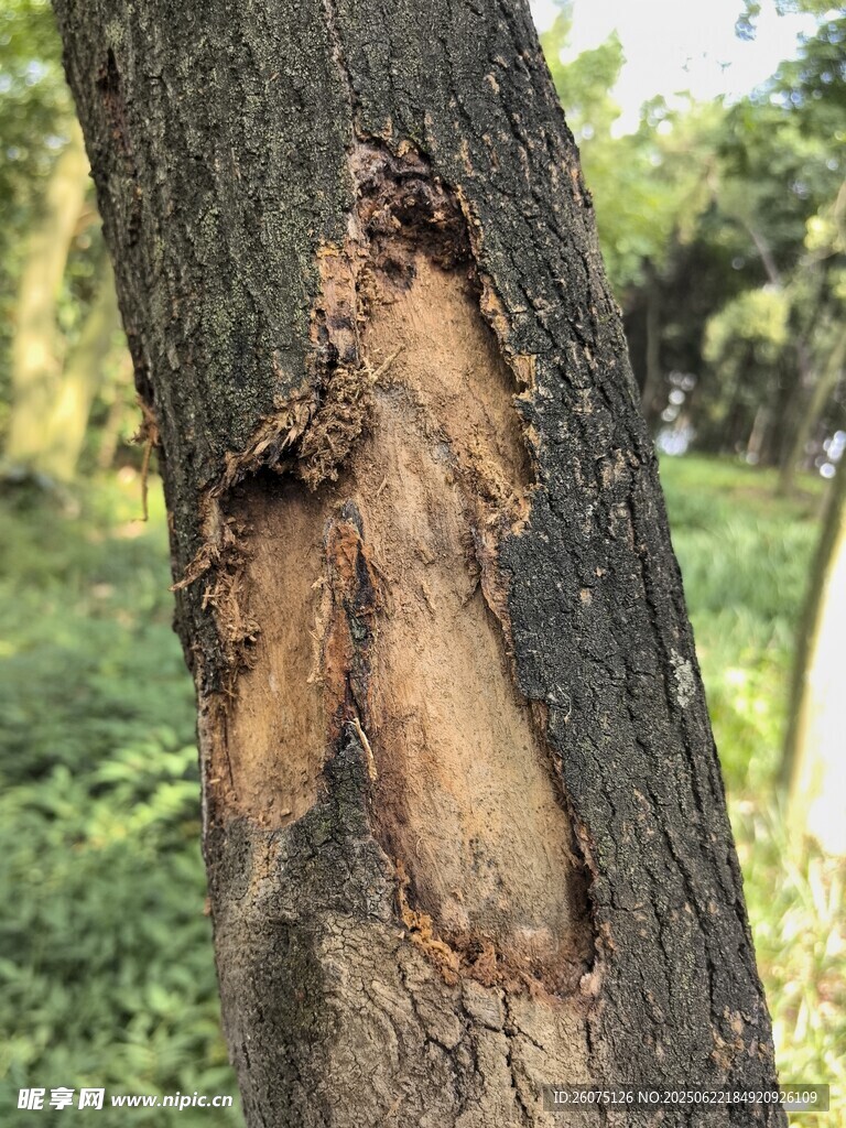 树干受损处特写