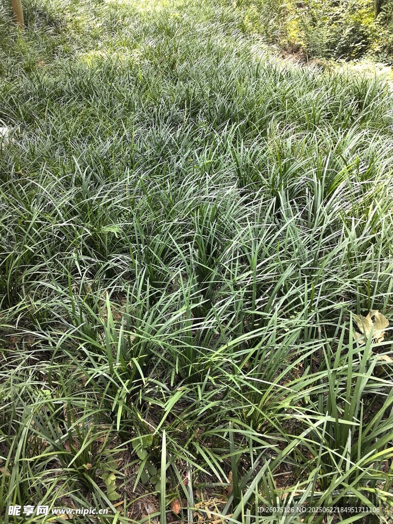 茂密葱郁的草地景观