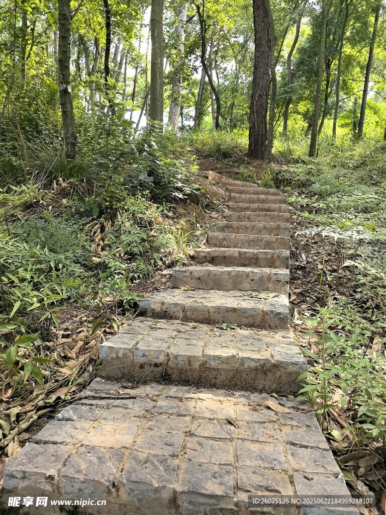 林间石阶