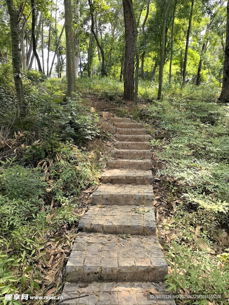 林间石阶小径