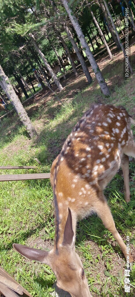 梅花鹿