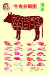 牛肉分解图