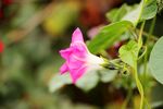 牵牛花