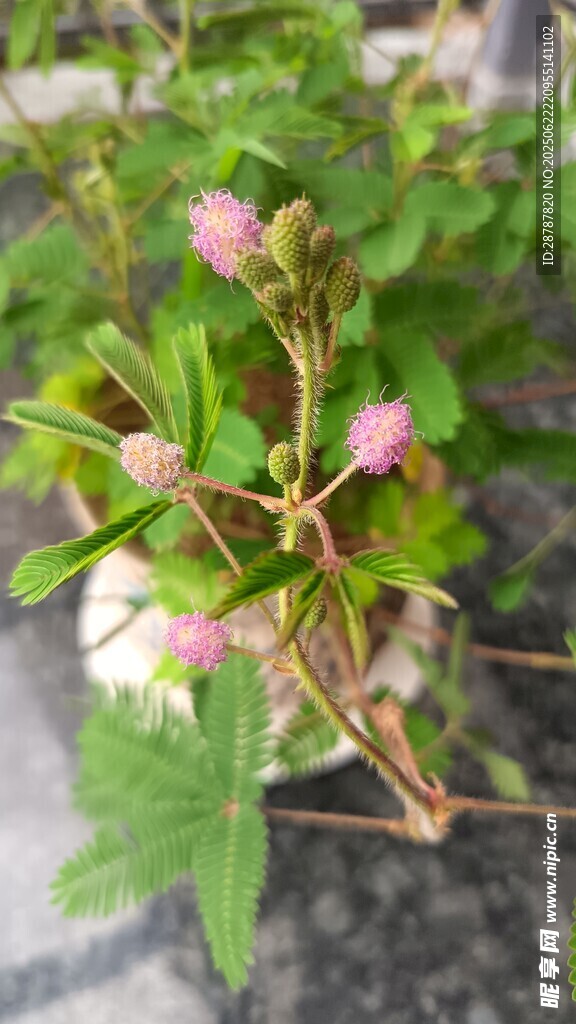 含羞草