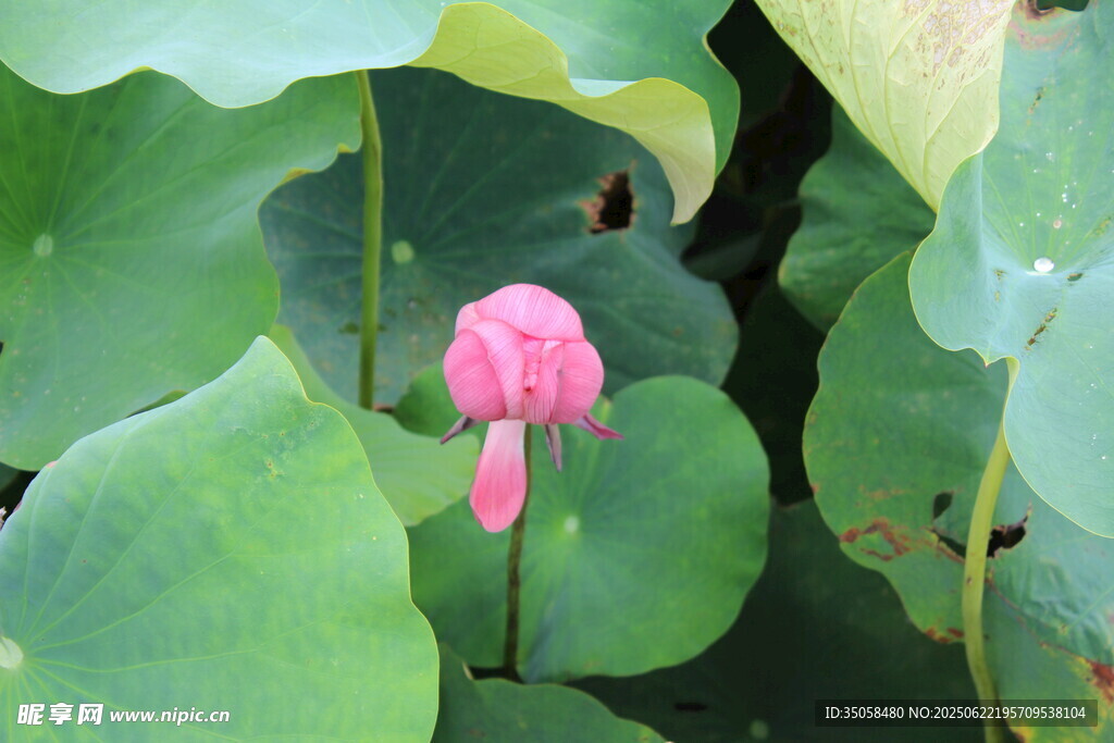 荷花